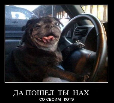 демотиваторы новые смешные.