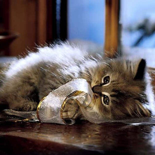 Как отучить котенка от вискаса?