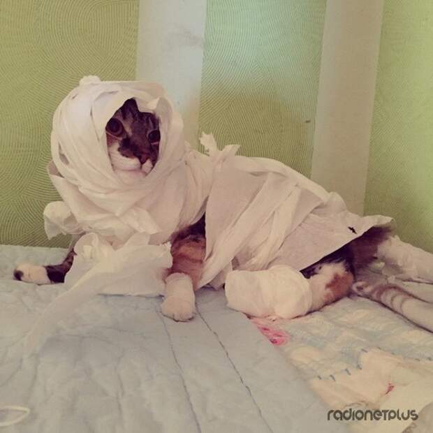 Коты обожают туалетную бумагу Коты обожают туалетную бумагу