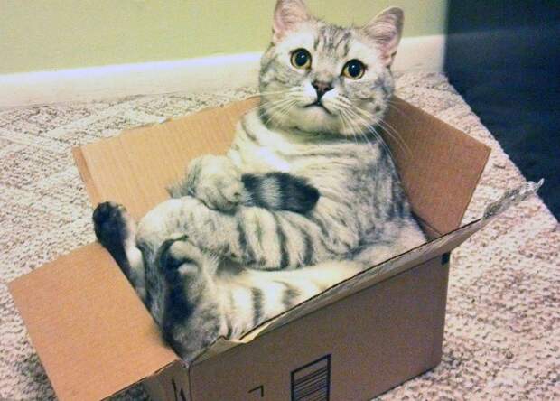 16 фраз, которые мы говорим своему коту 16 фраз, которые мы говорим своему коту коты, фразы