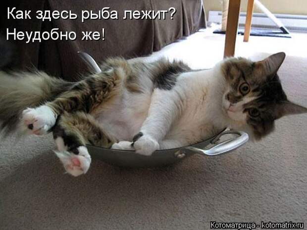 Лучшие котоматрицы недели