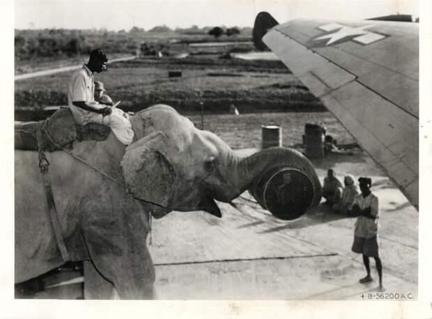 1940-es-evek.-Elefantokkal-rakodnak-be-egy-C-46-os-teherszallitoba-valahol-Delkelet-azsiaban.