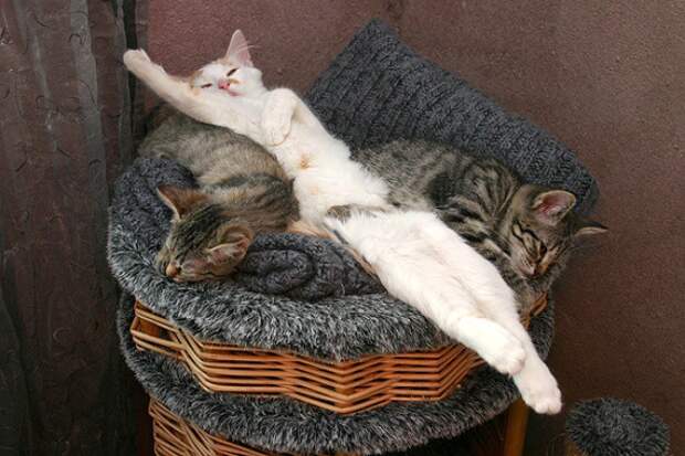 16 фраз, которые мы говорим своему коту 16 фраз, которые мы говорим своему коту коты, фразы