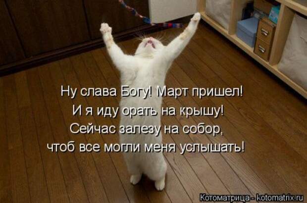 Новая котоматрица (38 фото)