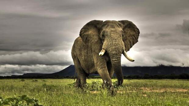 8. Слон. животные, опасные животные