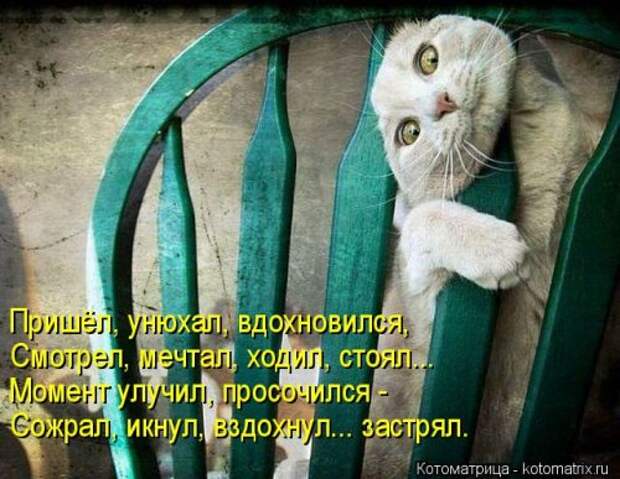 Лучшая котоматрица недели (35 фото)
