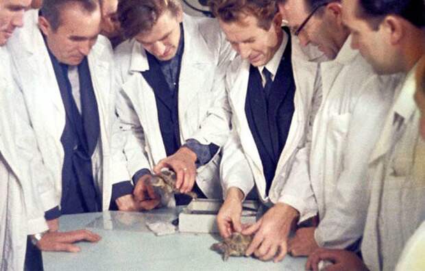 7. В 1968 году паре советских черепах впервые удалось побывать в глубоком космосе факты, черепаха