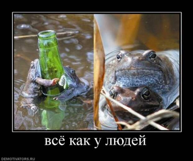 Смешные и только новые демотиваторы!