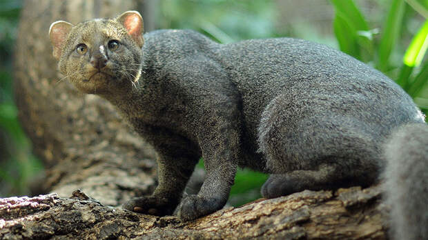 unusual-wild-cats-26__880