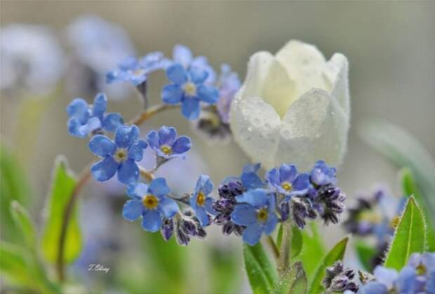 Нежные цветы в фотонатюрмортах Татьяны Образ