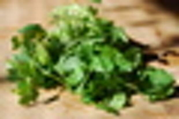 cilantro (11)