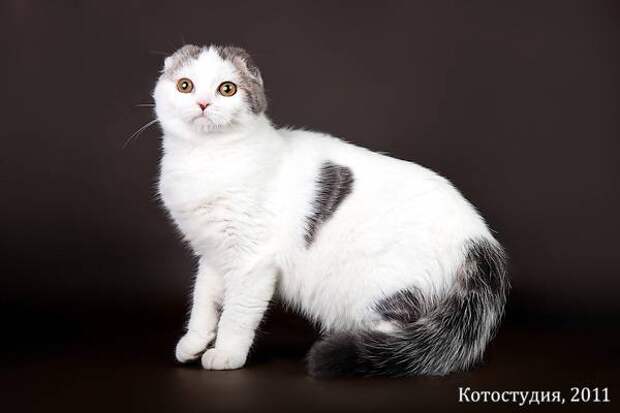 Скоттиш-фолд, или шотландская вислоухая кошка, фото породы кошек картинка