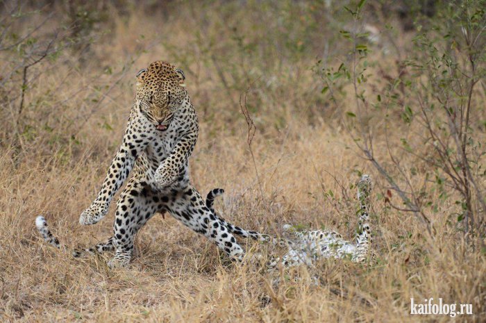 Comedy Wildlife Photography Awards 2015 (40 фото)