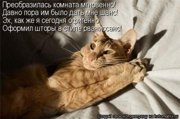 Лучшая котоматрица недели (30 фото)