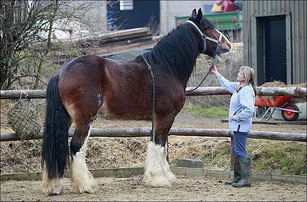 Интересные факты, которых вы могли не знать позновательное, события, мир, знаете ли вы, животные, факты, интересное
