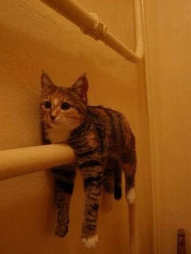 Кошки на батарее (21)