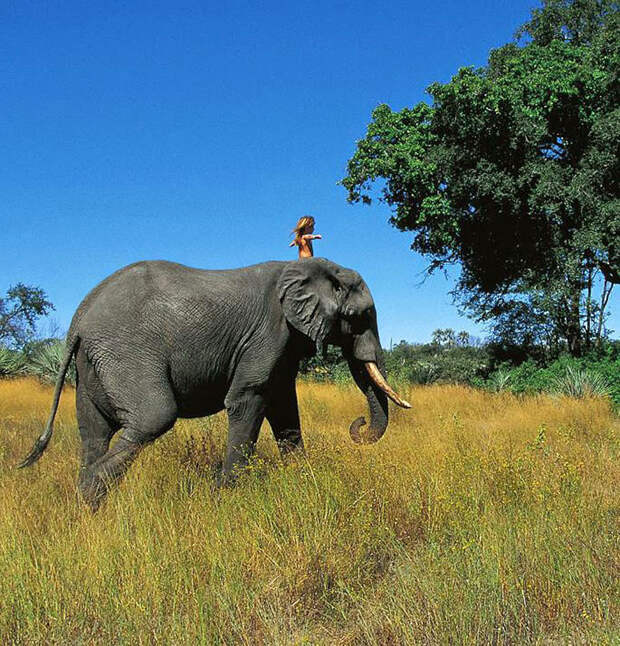 Типпи Дегре и дикие животные Африки