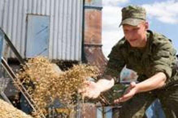 Военное хозяйство. Военные на уборке урожая. Уборка урожая армией. Слаженное военное хозяйство это.