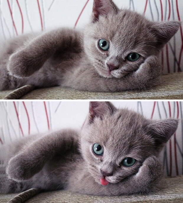 Животные, которые позируют как настоящие фотомодели