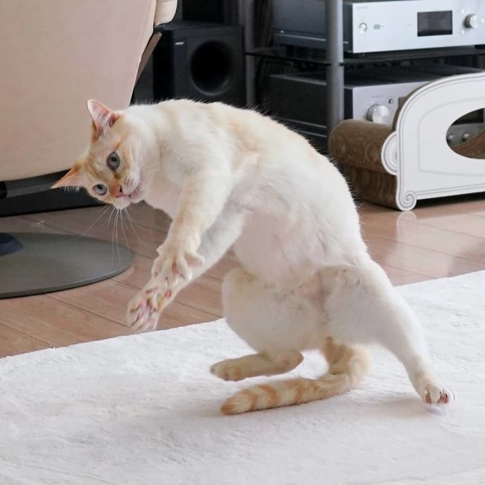 10 клевых фото кота из Японии, который танцует лучше тебя