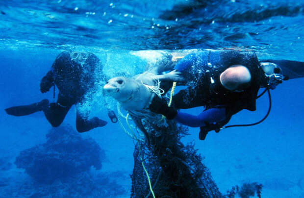 Спасение запутавшегося в сети тюленя. животные, море, океан, природа, рыба