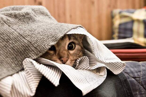 Коты, прятки, прячутся, смешное