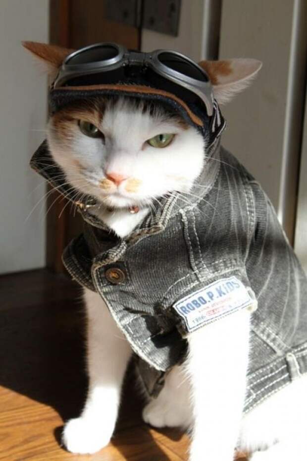 стильные кошки, кошки в модной одежде, модные коты