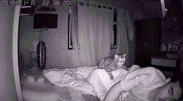 Хозяин снял на скрытую камеру, что делает его кошка ночью