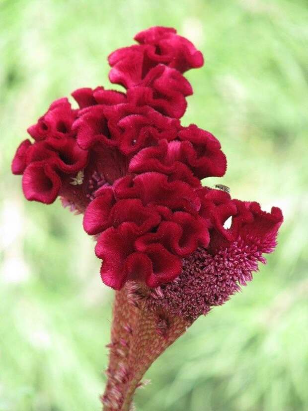 красотка целозия красотка целозия