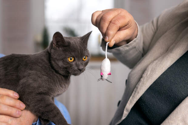 Заводчики рассказали россиянам, какие породы кошек лучше справляются с мышами