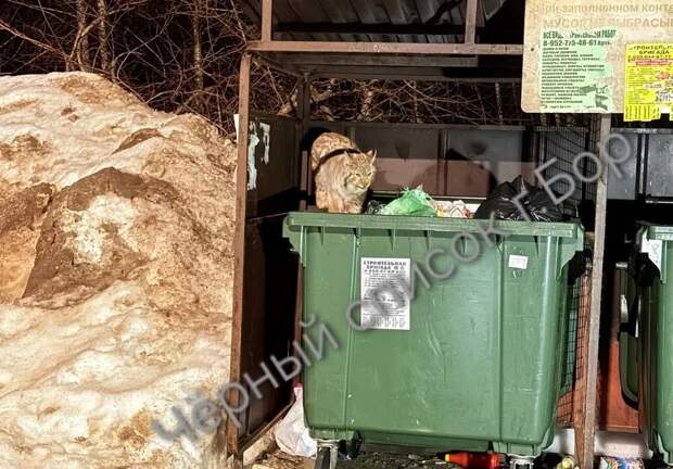 Рысь, копавшуюся в мусорном контейнере, заметили на Бору