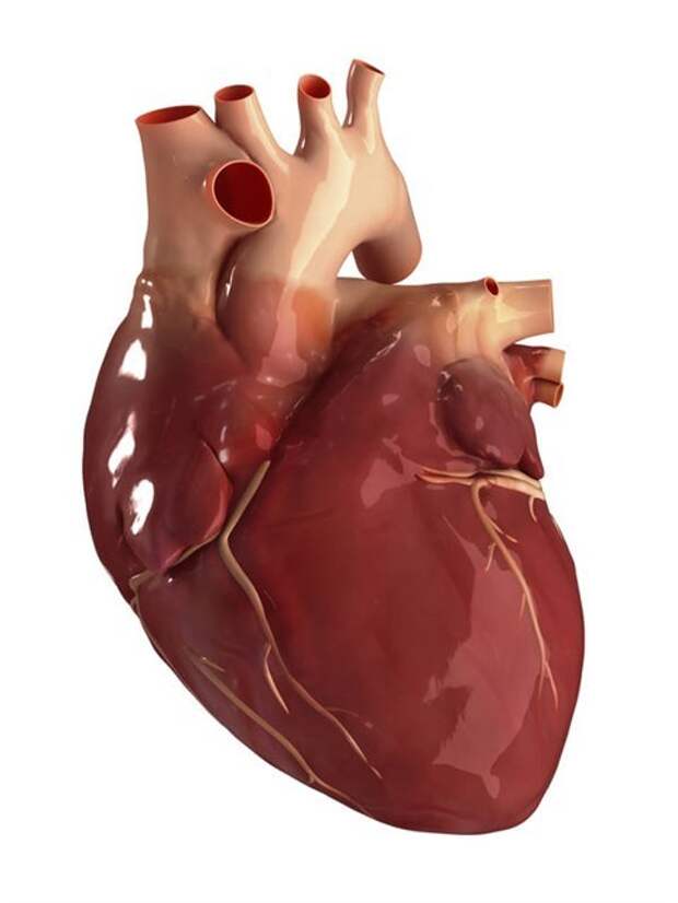 Человеческое сердце-2