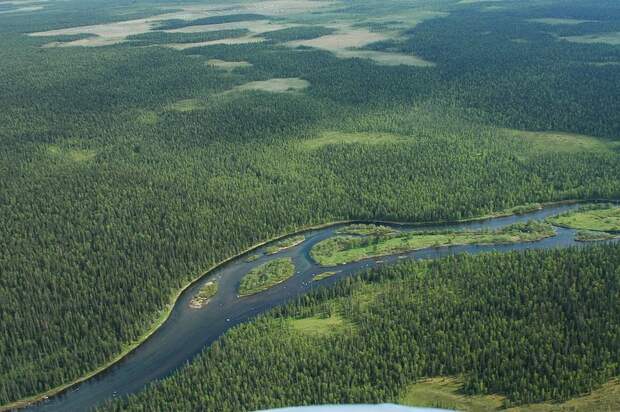 Девственные леса Республики Коми стали в 1995 году первым российским природным объектом, включенным в список Всемирного наследия. Это самые большие нетронутые леса в Европе.  история, факты