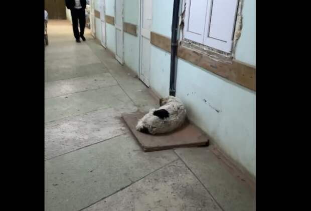 В Новомосковске проверят больницу из-за собаки в приемном покое
