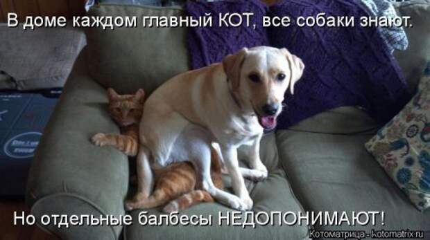 Новая котоматрица на Бугаге (33 фото)