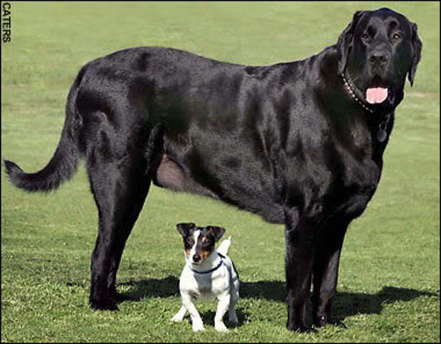 11. Английский мастиф Келл на сегодняшний день является самым тяжелым псом в мире. 