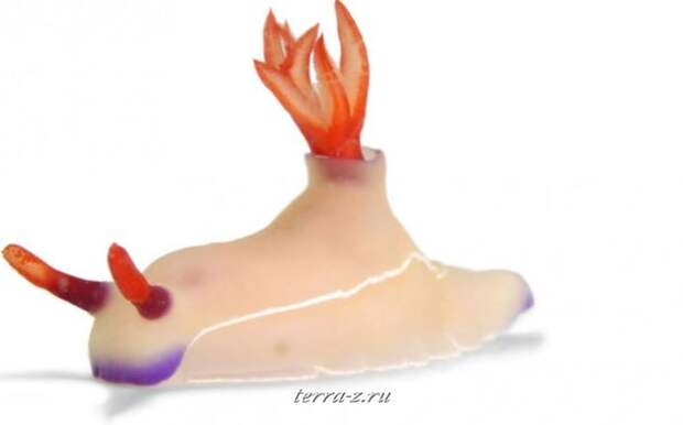 206-990x618_a Hypselodoris sp., размер 5 см