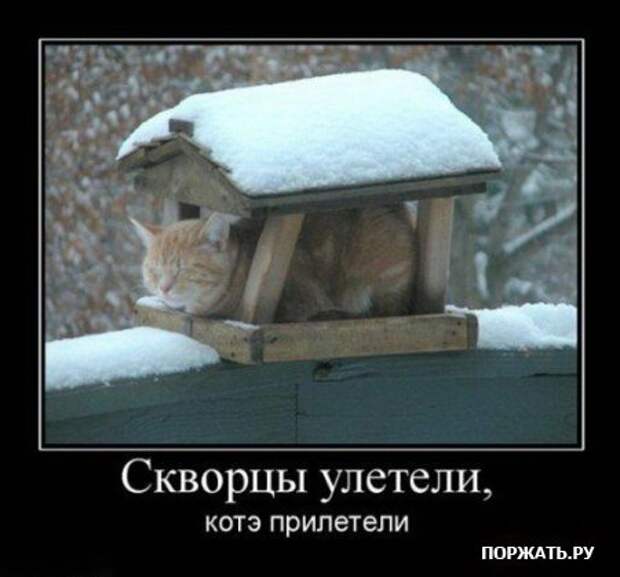 Демотиваторы про котэ (30 фотэ)