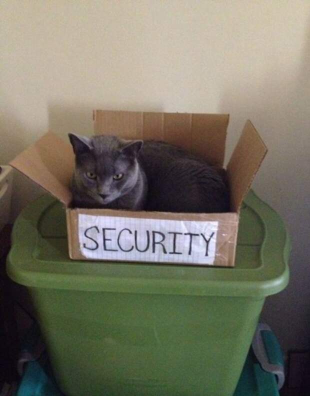 Котоприколы - прикольные фото кошек. Котоприколы - прикольные фото кошек.