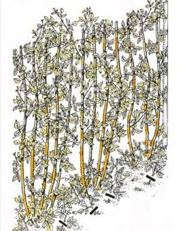 Рис. 6. Обрезка малины