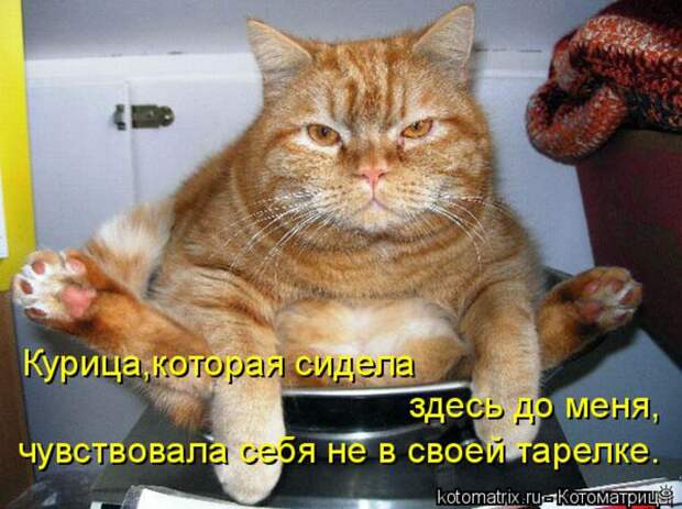 Чудная котоматрица 1