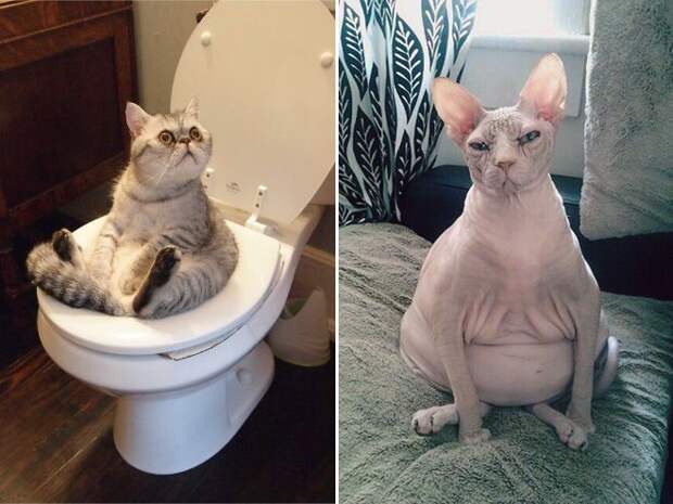 Не все коты одинаково фотогеничны коты, фото