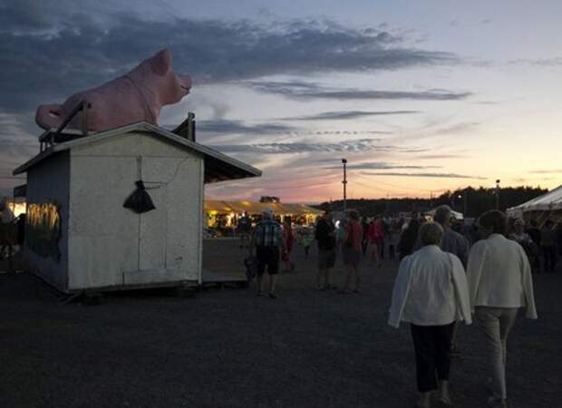 Ловля свиней в грязи на Festival du Cochon-2015 (17 фото)
