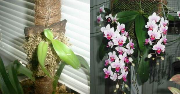 Пересадила орхидею на небольшой блок… Такого пышного цветения я не видела!