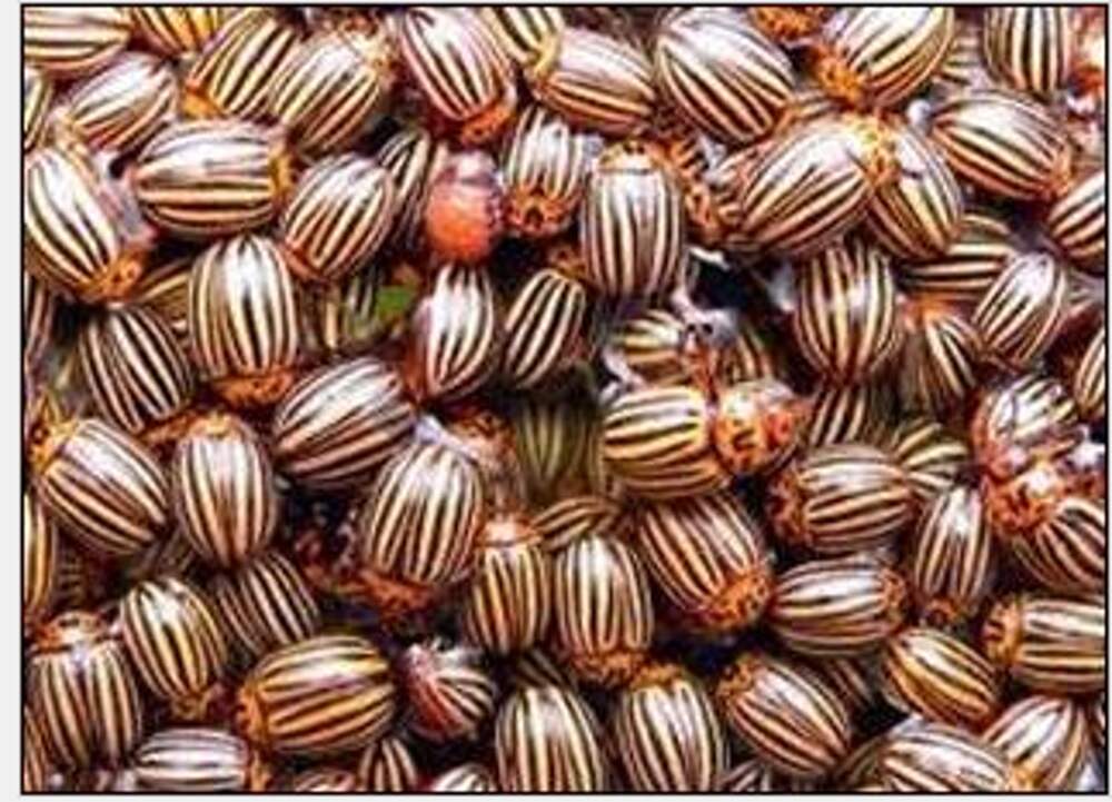 Колорадский жук. Колорадский жук зеленый. Колорадский цвет. Колорадский жук. Колорадский жук египет.