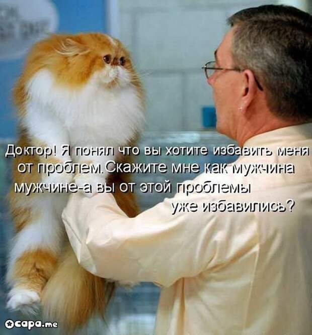 Позитивные котэ (29.05.15)