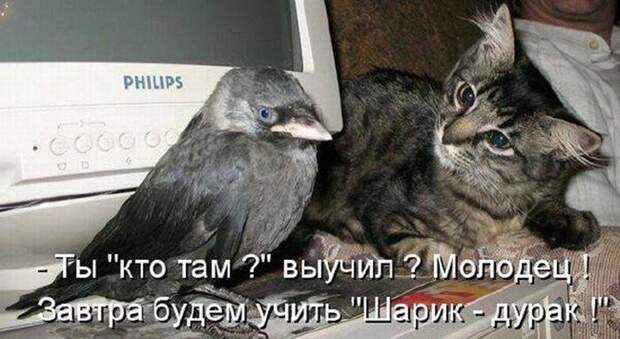 Подражая котоматрице котоматрица, коты, юмор