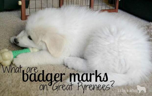What are badger marks on Great Pyrenees and how do they change?