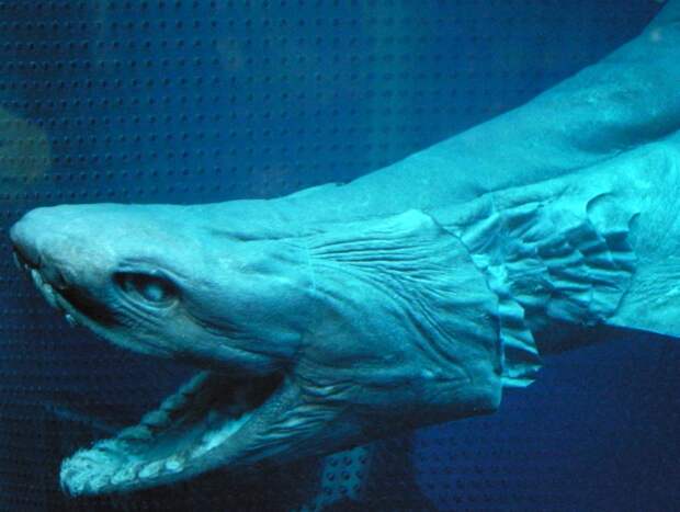 22. Плащеносная акула океан, существо