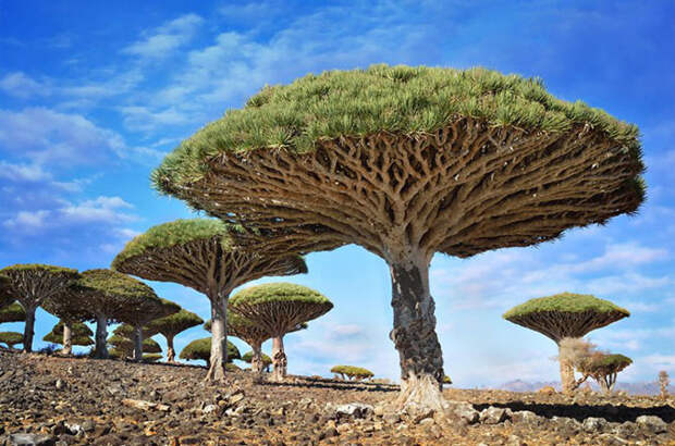 15 самых великолепных в мире видов деревьев